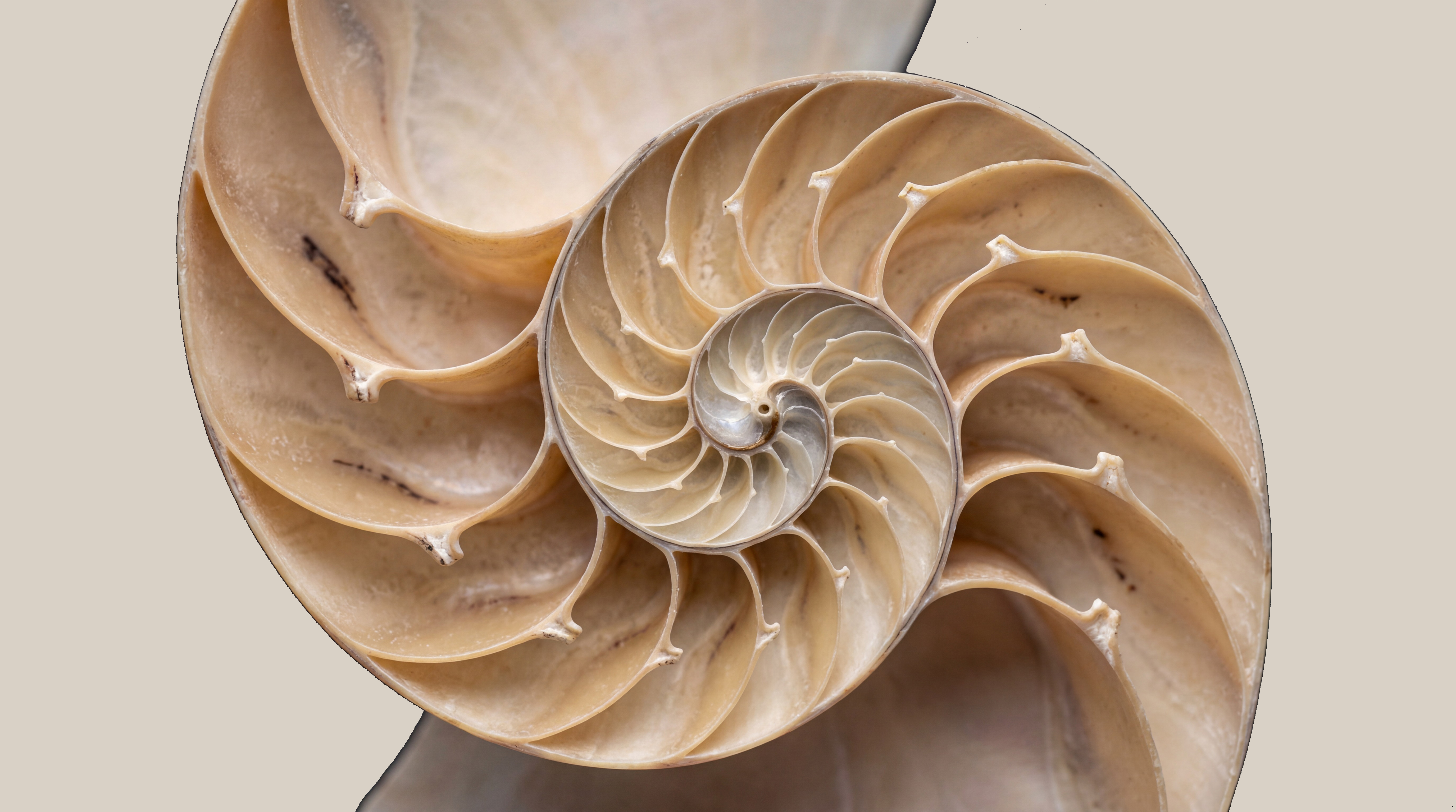 shell light.jpg